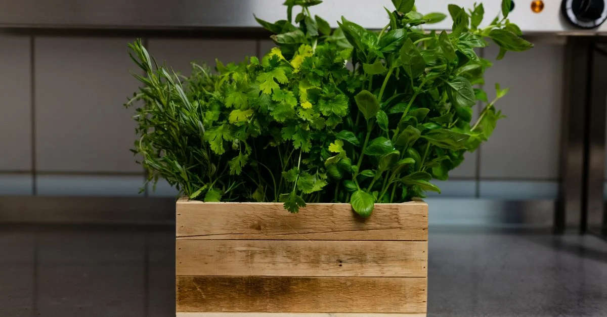 Une variété d'herbes vertes fraîches dans une boîte en bois sur un plan de travail de cuisine, parfaites pour une utilisation culinaire.